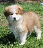 Alladin, a male Bernese Mountain Dog and Great Pyrenees for sale in Clayton, WA – Photo 1 of 4