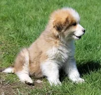 Alladin, a male Bernese Mountain Dog and Great Pyrenees for sale in Clayton, WA – Photo 4 of 4