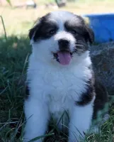 Lark, a female Bernese Mountain Dog and Great Pyrenees for sale in Clayton, WA – Photo 2 of 4