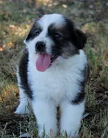 Lark, a female Bernese Mountain Dog and Great Pyrenees for sale in Clayton, WA – Photo 4 of 4