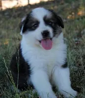 Lark, a female Bernese Mountain Dog and Great Pyrenees for sale in Clayton, WA – Photo 1 of 4