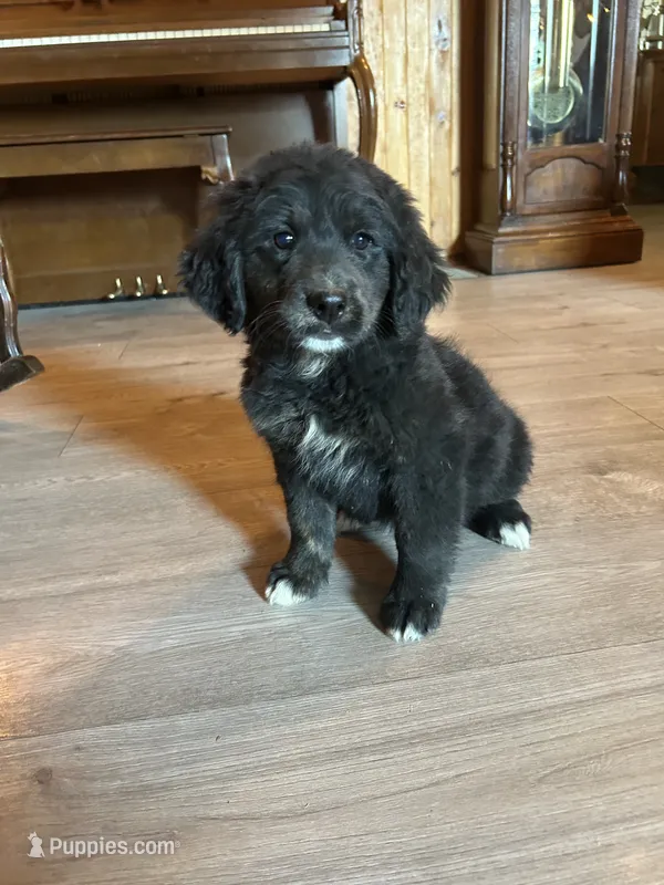 Flopsy  – Bernese Mountain Dog, Golden Retriever puppy for sale in Clayton, WA