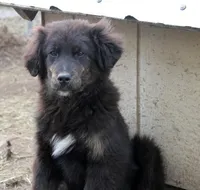 Gem, a female Bernese Mountain Dog and Golden Retriever for sale in Clayton, WA – Photo 4 of 4