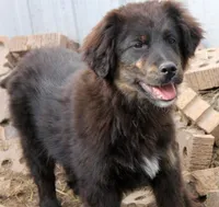 Gem, a female Bernese Mountain Dog and Golden Retriever for sale in Clayton, WA – Photo 2 of 4