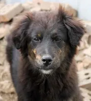 Gem, a female Bernese Mountain Dog and Golden Retriever for sale in Clayton, WA – Photo 1 of 4