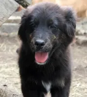 Gem, a female Bernese Mountain Dog and Golden Retriever for sale in Clayton, WA – Photo 3 of 4