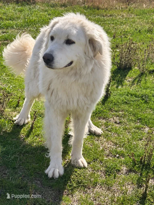 Stella  – Great Pyrenees puppy for sale in Clayton, WA