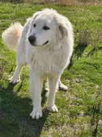 Stella , a female Great Pyrenees for sale in Clayton, WA – 1 of 2