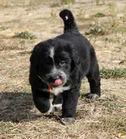 Briar, a female Golden Pyrenees for sale in Clayton, WA – Photo 8 of 9