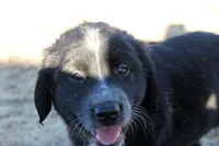 Briar, a female Golden Pyrenees for sale in Clayton, WA – Photo 4 of 9