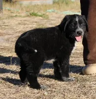 Briar, a female Golden Pyrenees for sale in Clayton, WA – Photo 2 of 9
