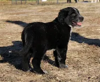 Briar, a female Golden Pyrenees for sale in Clayton, WA – Photo 5 of 9