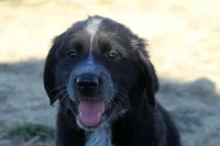 Briar, a female Golden Pyrenees for sale in Clayton, WA – Photo 3 of 9
