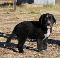 Briar, a female Golden Pyrenees for sale in Clayton, WA – Photo 1 of 9