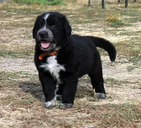 Briar, a female Golden Pyrenees for sale in Clayton, WA – Photo 6 of 9