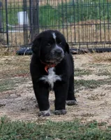 Briar, a female Golden Pyrenees for sale in Clayton, WA – Photo 7 of 9