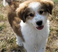 Briar, a female Bernese Mountain Dog and Great Pyrenees for sale in Clayton, WA – Photo 3 of 4