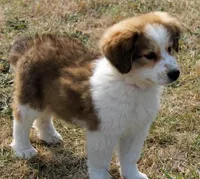 Briar, a female Bernese Mountain Dog and Great Pyrenees for sale in Clayton, WA – Photo 2 of 4