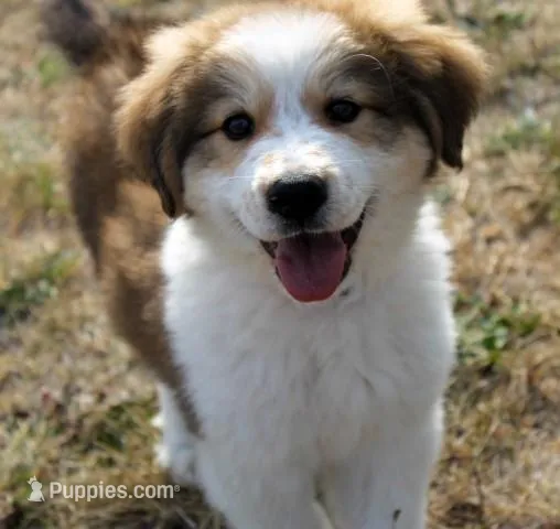 Briar, a female Bernese Mountain Dog and Great Pyrenees for sale in Clayton, WA – Photo 1 of 4
