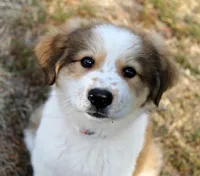 Briar, a female Bernese Mountain Dog and Great Pyrenees for sale in Clayton, WA – Photo 4 of 4