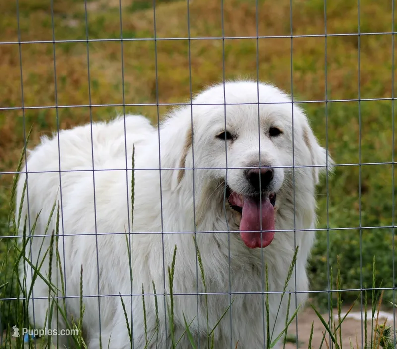 aspen  – Great Pyrenees puppy for sale in Clayton, WA