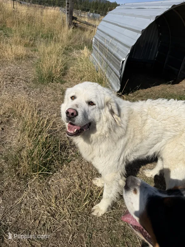Magnolia  – Great Pyrenees puppy for sale in Clayton, WA