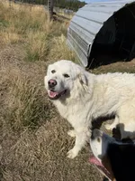 Magnolia , a female Great Pyrenees for sale in Clayton, WA – 1 of 3