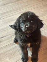 Peter, a male Bernese Mountain Dog and Golden Retriever for sale in Clayton, WA – 3 of 4
