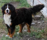 Teddy, a male Bernese Mountain Dog for sale in Clayton, WA – 2 of 2