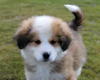 Fiero, a male Bernese Mountain Dog and Great Pyrenees for sale in Clayton, WA – Photo 2 of 6