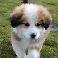 Fiero, a male Bernese Mountain Dog and Great Pyrenees for sale in Clayton, WA – Photo 5 of 6