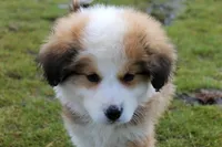Fiero, a male Bernese Mountain Dog and Great Pyrenees for sale in Clayton, WA – Photo 3 of 6