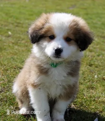 Fiero, a male Bernese Mountain Dog and Great Pyrenees for sale in Clayton, WA – Photo 1 of 6