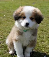 Fiero, a male Bernese Mountain Dog and Great Pyrenees for sale in Clayton, WA – Photo 1 of 6