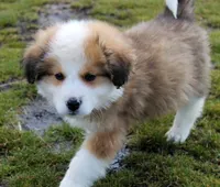 Fiero, a male Bernese Mountain Dog and Great Pyrenees for sale in Clayton, WA – Photo 6 of 6