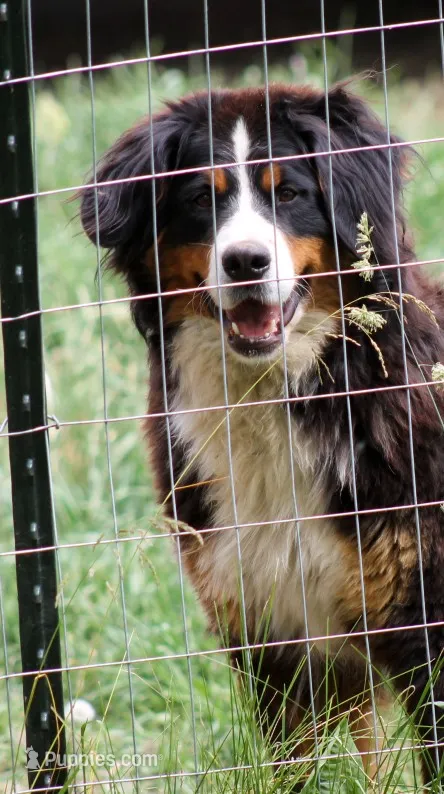 Ruby  – Bernese Mountain Dog puppy for sale in Clayton, WA