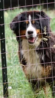 Ruby , a female Bernese Mountain Dog for sale in Clayton, WA – 1 of 1