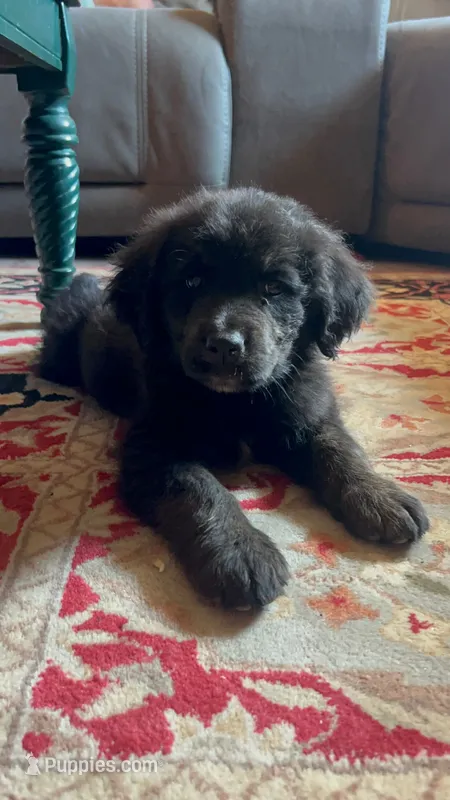 Tommy  – Bernese Mountain Dog, Golden Retriever puppy for sale in Clayton, WA