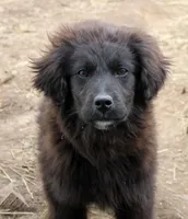 Ember, a female Bernese Mountain Dog and Golden Retriever for sale in Clayton, WA – Photo 5 of 6