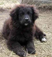 Ember, a female Bernese Mountain Dog and Golden Retriever for sale in Clayton, WA – Photo 1 of 6