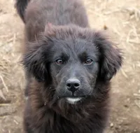 Ember, a female Bernese Mountain Dog and Golden Retriever for sale in Clayton, WA – Photo 2 of 6