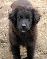 Ember, a female Bernese Mountain Dog and Golden Retriever for sale in Clayton, WA – Photo 3 of 6