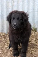 Ember, a female Bernese Mountain Dog and Golden Retriever for sale in Clayton, WA – Photo 4 of 6