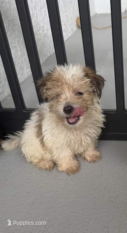 Mylo  – Morkie puppy for sale in Lehigh Acres, FL
