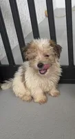Mylo , a male Morkie for sale in Lehigh Acres, FL – 1 of 3