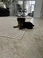 Tomy, a male Yorkshire Terrier for sale in Lehigh Acres, FL – 10 of 10