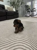 Tomy, a male Yorkshire Terrier for sale in Lehigh Acres, FL – 3 of 10