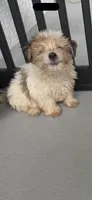 Mylo , a male Morkie for sale in Lehigh Acres, FL – 3 of 3