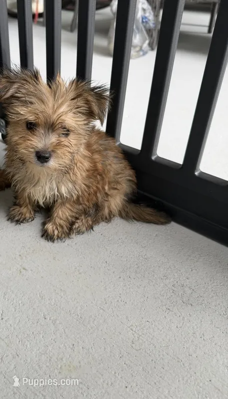 Myla – Morkie puppy for sale in Lehigh Acres, FL