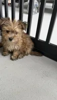 Myla, a female Morkie for sale in Lehigh Acres, FL – 1 of 2